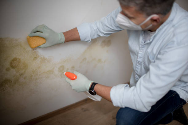 Attic Mold Removal in Westhampton Beach, NY