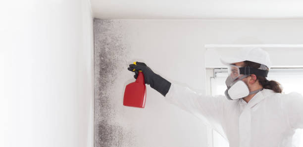 Best Certified Mold Removal  in Westhampton Beach, NY