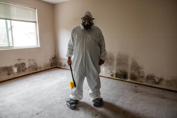 Best Mold Damage Repair  in Westhampton Beach, NY